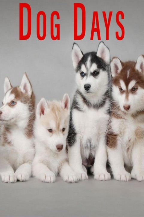 Dog Days poster