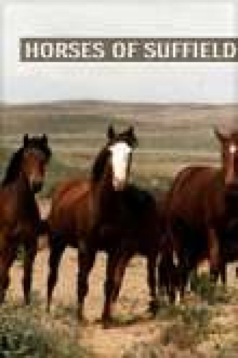 Horses of Suffield poster