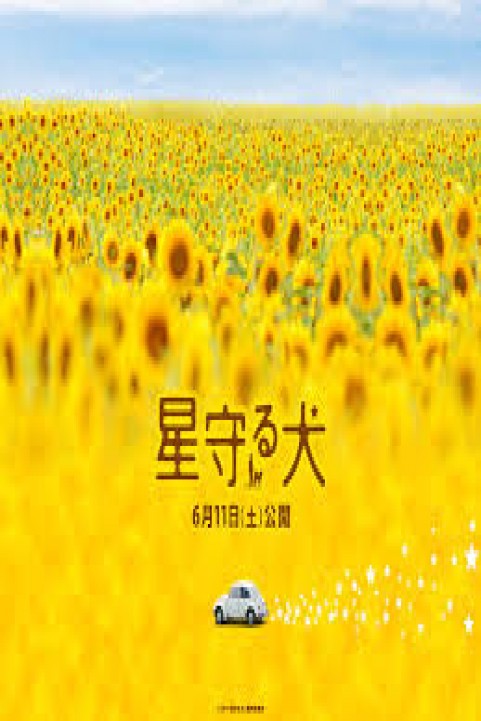 Star Watching Dog poster