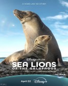 Sea Lions of the Galapagos poster