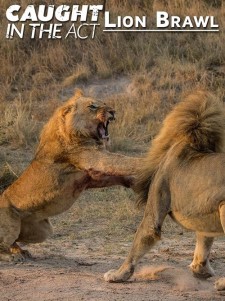 Caught in the Act: Lion Brawl poster